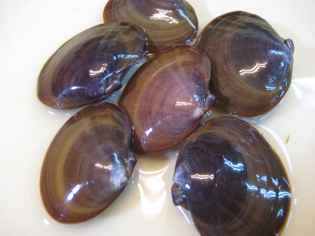 活きエサ サワムラ 釣エサ専門店 釣りエサ卸問屋 全国発送