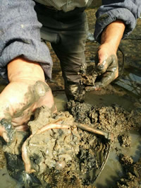 ���{�B����