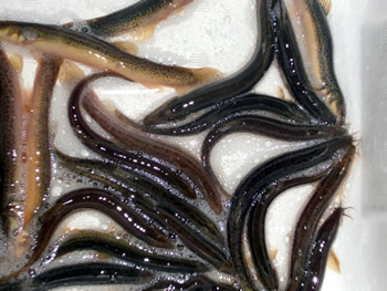 輸入 活ドジョウ販売