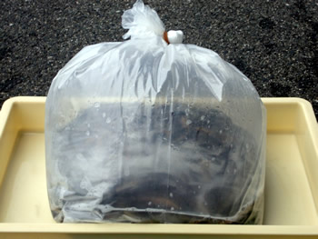 輸入 活ドジョウ販売